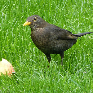 Amsel 1
