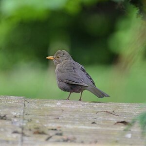 Amsel auf Futtersuche 810