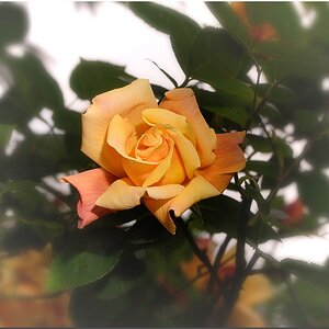 KR DSC 0453 1