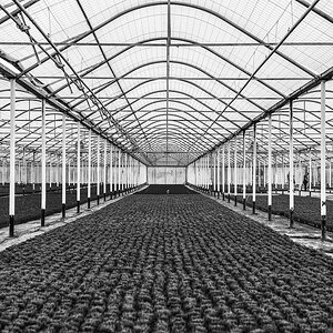 Kathetrale des Salates
Knoblauchland
Nürnberg