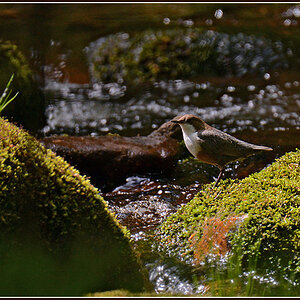 DSC 2835 Wasseramsel 1000 R