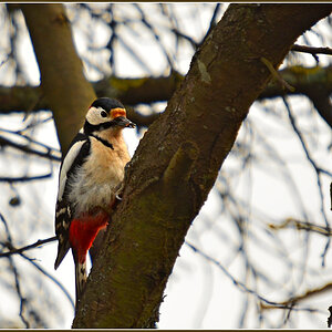 DSC 3500 Specht