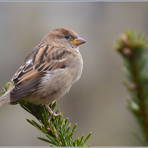 DSC 3559 Spatz