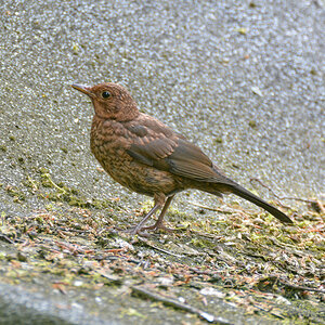 Amsel Jungvogel 944