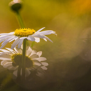 Margarite