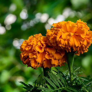Tagetes