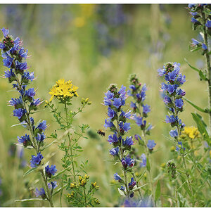 blüten