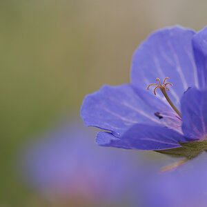 blueten 01