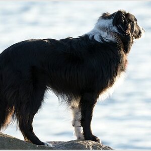 hugie schaut aufs meer