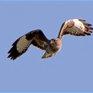 D71 6356 Bussard Klein Moor I