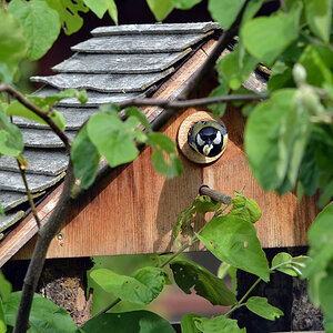 DSC 5123 Nest