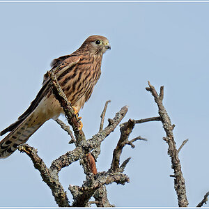 DSC 6129 Turmfalke 1000 R