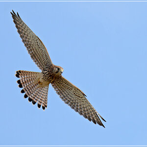 DSC 6131 Turmfalke 1000 R
