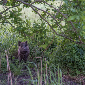 Wildschwein