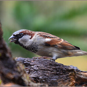 DSC 3423 Spatz