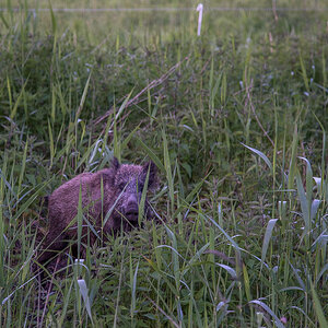 neugieriges Wildschwein