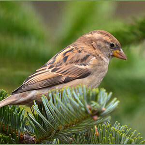 DSC 3490 Spatz