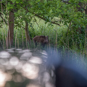 Wildschwein am Straßenrand