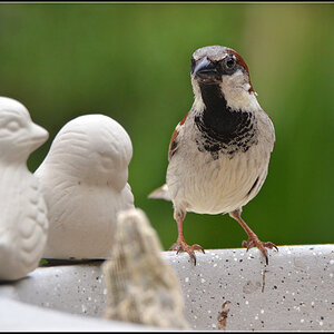 DSC 5183 Spatz