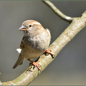 DSC 4746a Spatz