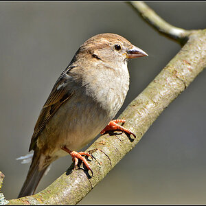 DSC 4754 Spatz