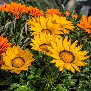 Mittagsblumen