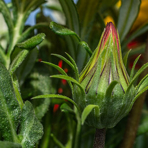 Mittagsblume 4