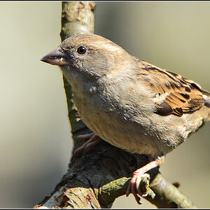 DSC 4757 Spatz