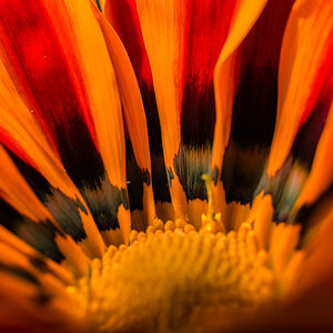 Mittagsblume 3