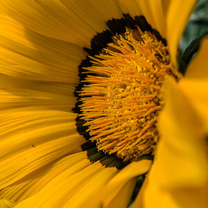 Mittagsblume 2