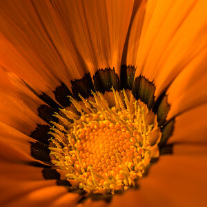 Mittagsblume 1