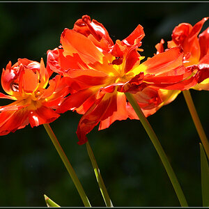 DSC 5142 Tulpe
