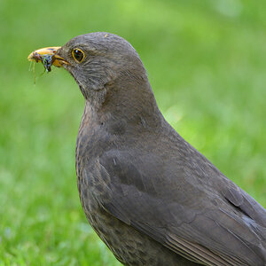 Amsel 127