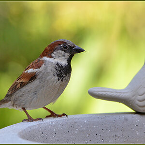 DSC 5270 Spatz