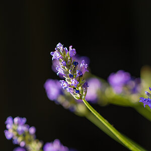 Lavendel 2
