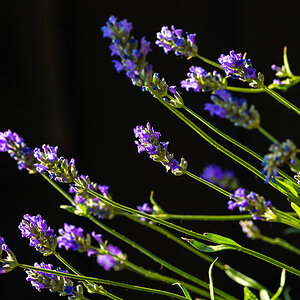 Lavendel 1