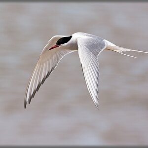 D71 6756 K Schwalbe Flugbild I