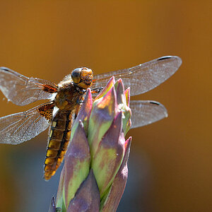DSC 3829nf
