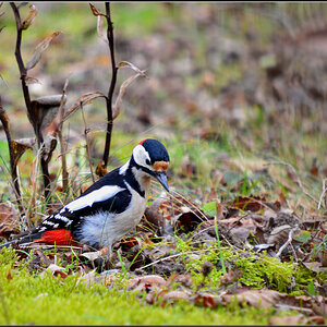 DSC 3502 Buntspecht