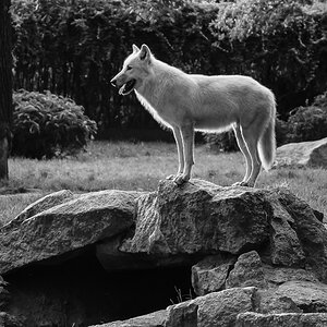 Kanadischer Wolf