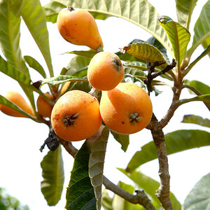 frucht2ff
