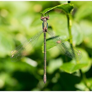 D71 0496 Gemeine Binsenjungfer