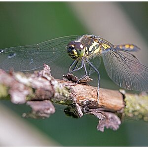 D71 0529 Schwarze Heidelibelle