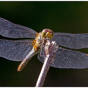 D71 0550 Mosaikjungfer