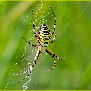 D71 0503 Wespenspinne I