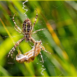 D71 0510 Wespenspinne mit Beute