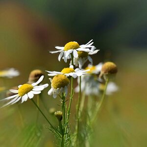 kamille Blumen