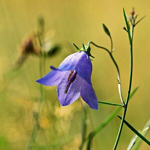 Wiesenblume