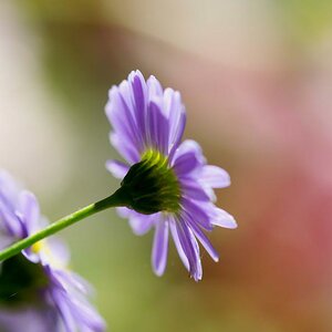 Blume im Beet