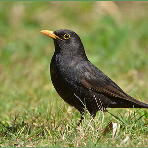 DSC 4876 Amsel
